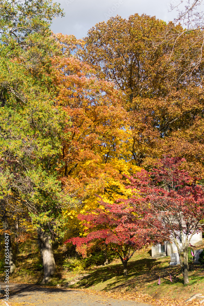 Trees with multicolored fall foliage, on a sunny Autumn day in Sleepy Hollow, Upstate New York, NY, USA
