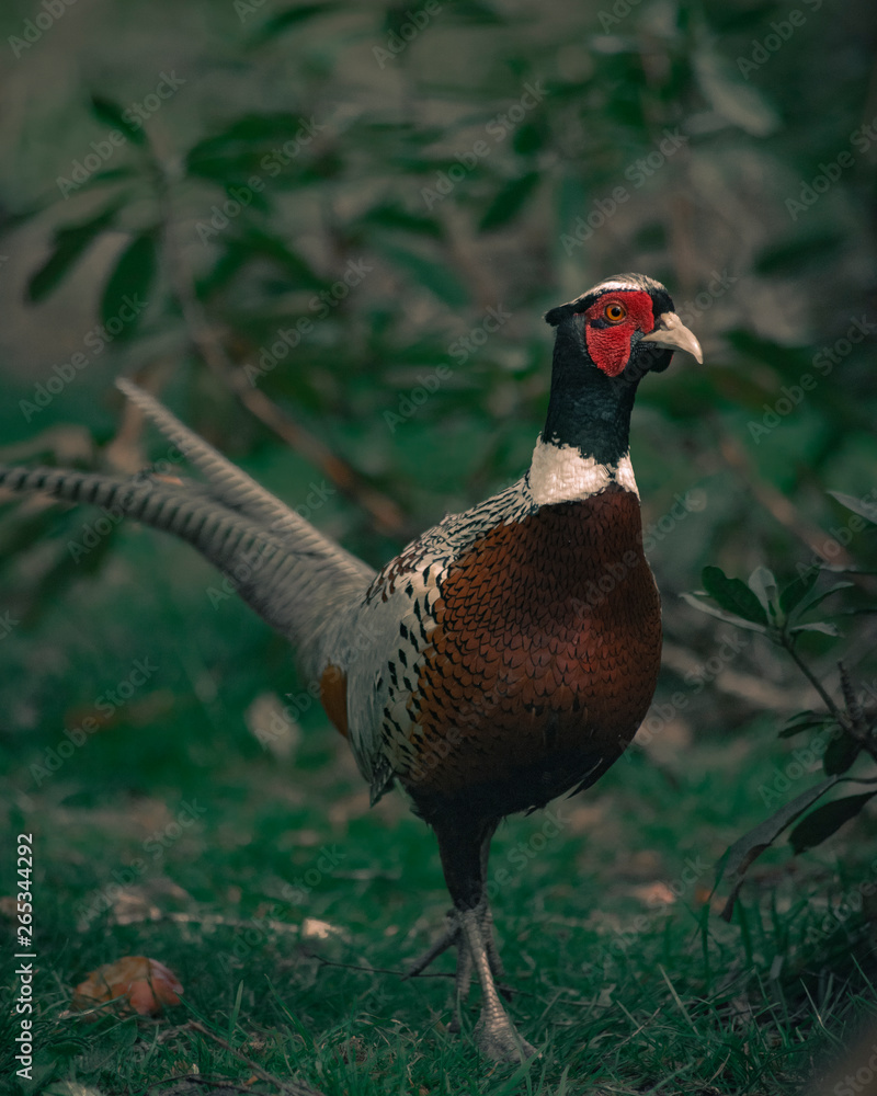 Fototapeta premium pheasant in field
