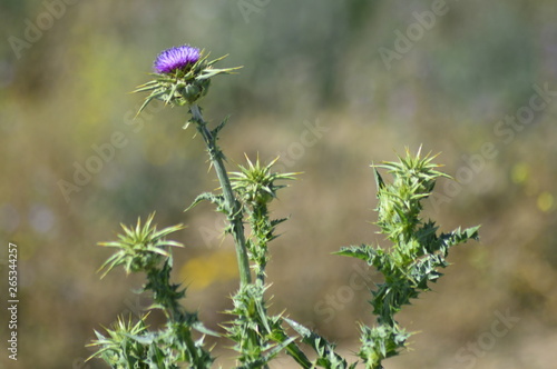 flowers in the garden