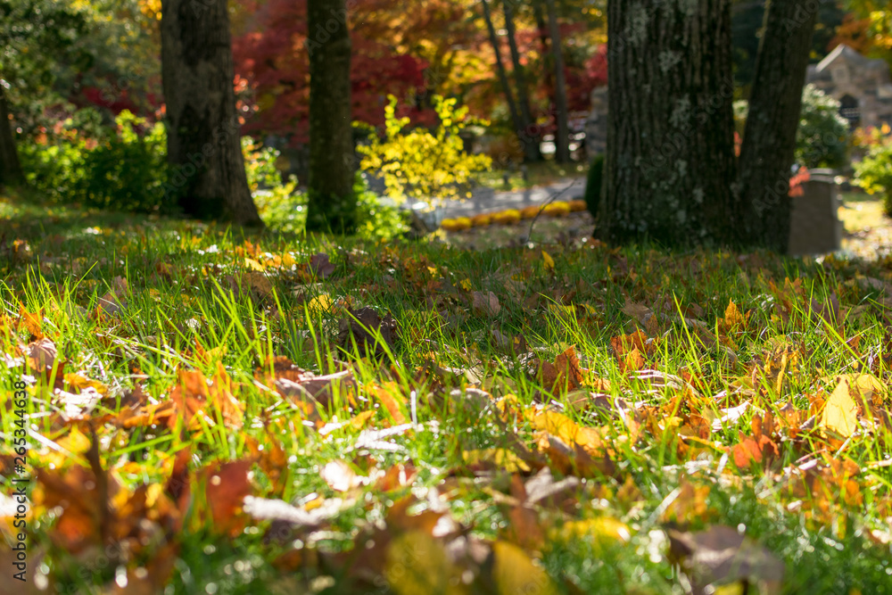 Multi-colored foliage and green grass on a sunny autumn day in Upstate New York Multi-colored foliage and green grass on a sunny autumn day in Upstate New York