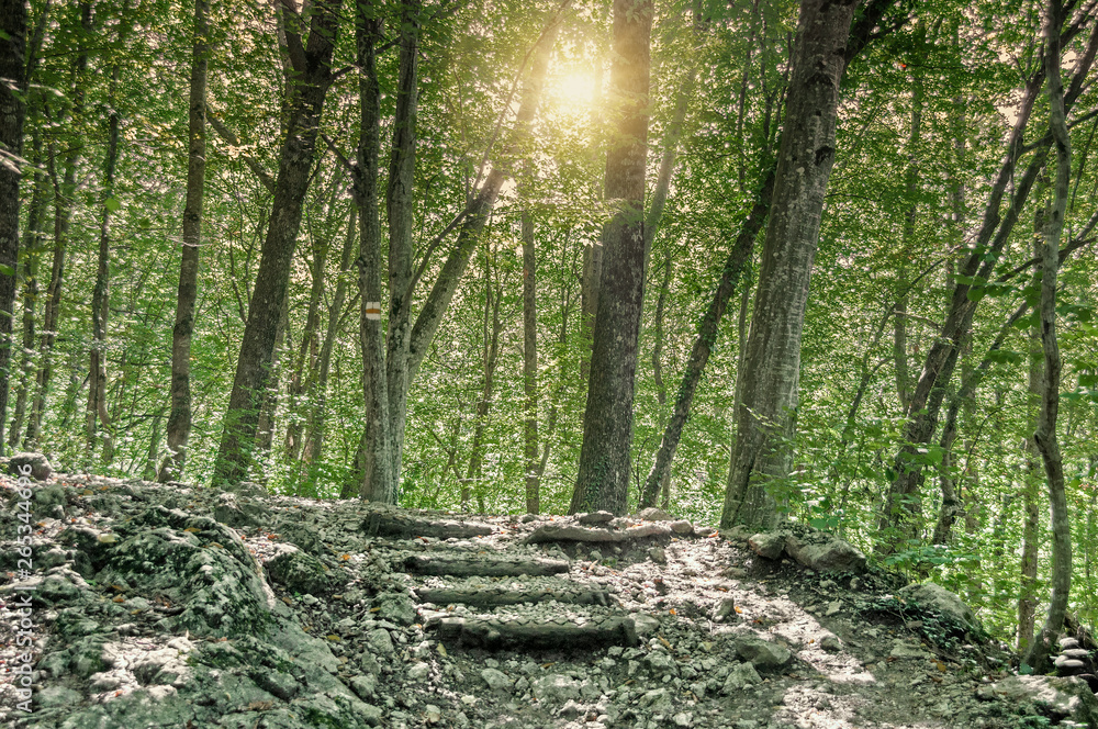 Obraz premium Wooden staircase on a forest path. Hiking trail in the big Crimean canyon, the Crimean peninsula, Krasnodar region, Russia
