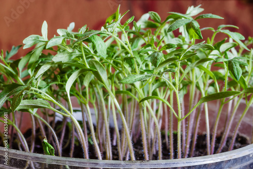 Tomato seedlings. Tomato sprouts grown in indoor conditions, for subsequent planting in the ground