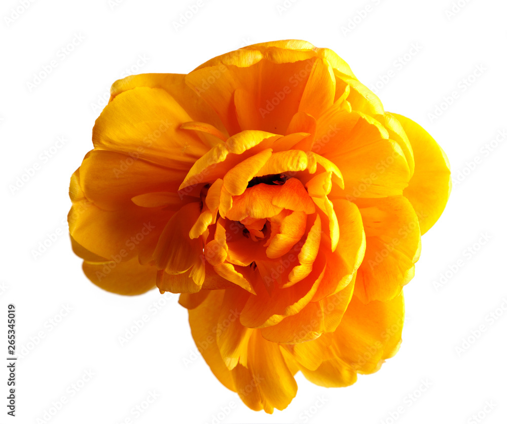 Beautiful yellow multi-leaved Tulip isolated on white background, close-up Beautiful yellow multi-leaved Tulip isolated on white background, close-up