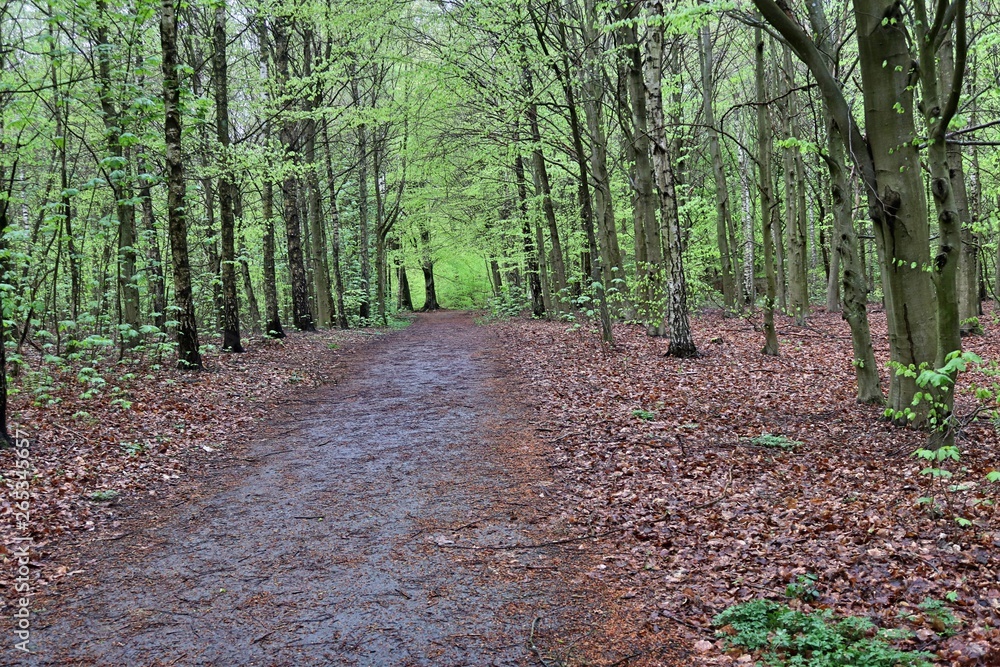 Obraz premium path in the forest