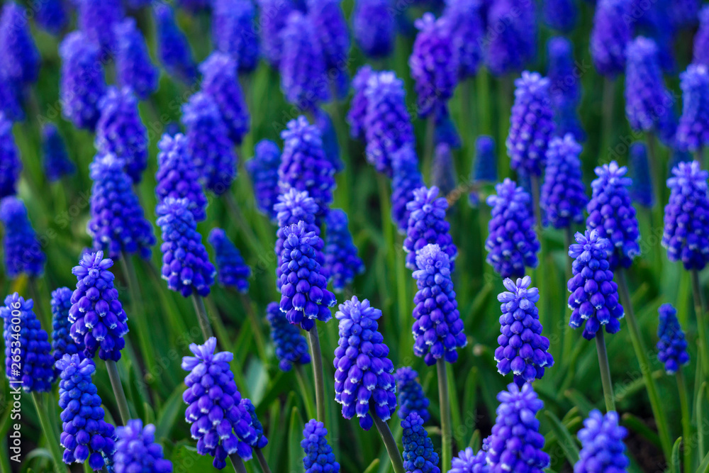 Muscari - blue Grape hyacinth. Spring flowers. Lots of Muscari armeniacum plant with blue flowers. Muscari - blue Grape hyacinth. Spring flowers. Lots of Muscari armeniacum plant with blue flowers.