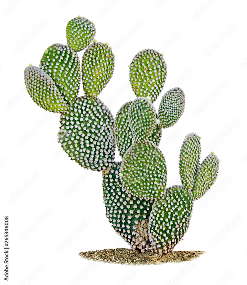 cactus isolated on white background cactus isolated on white background