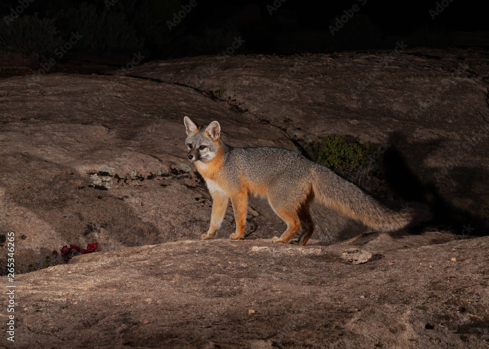 A grey fox hunts on the slickrock in the desert of Southern Utah at night.  And