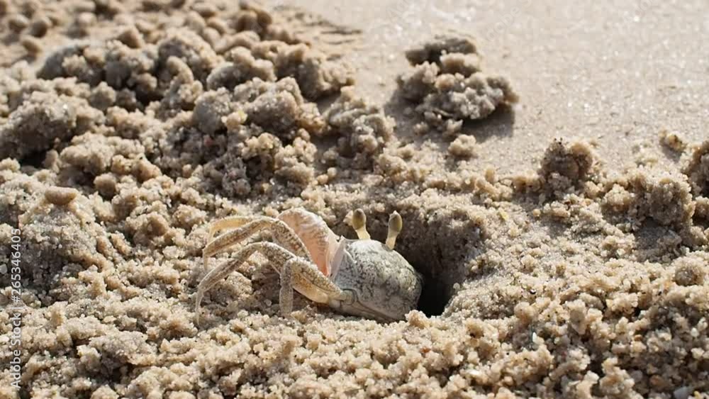 small sea crab in sand hole on the beach small sea crab in sand hole on the beach