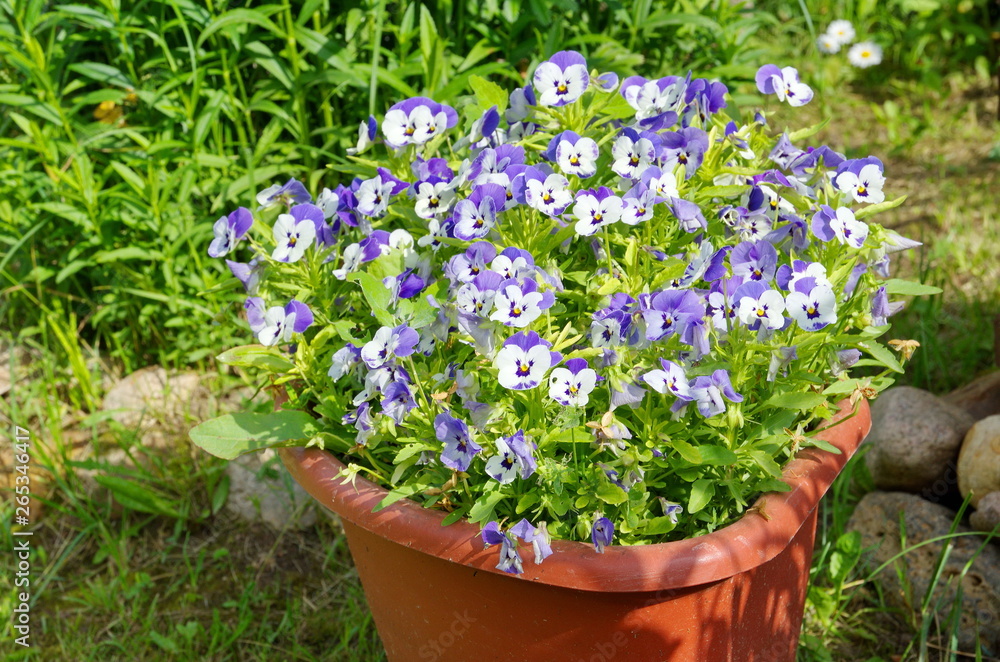 Flowering violet tricolor (lat. Viola tricolor) in the pots