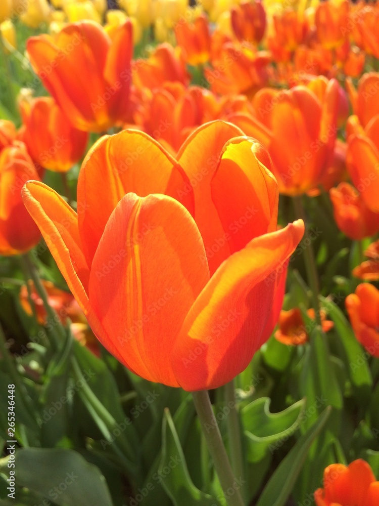 オレンジチューリップ Stock Photo Adobe Stock