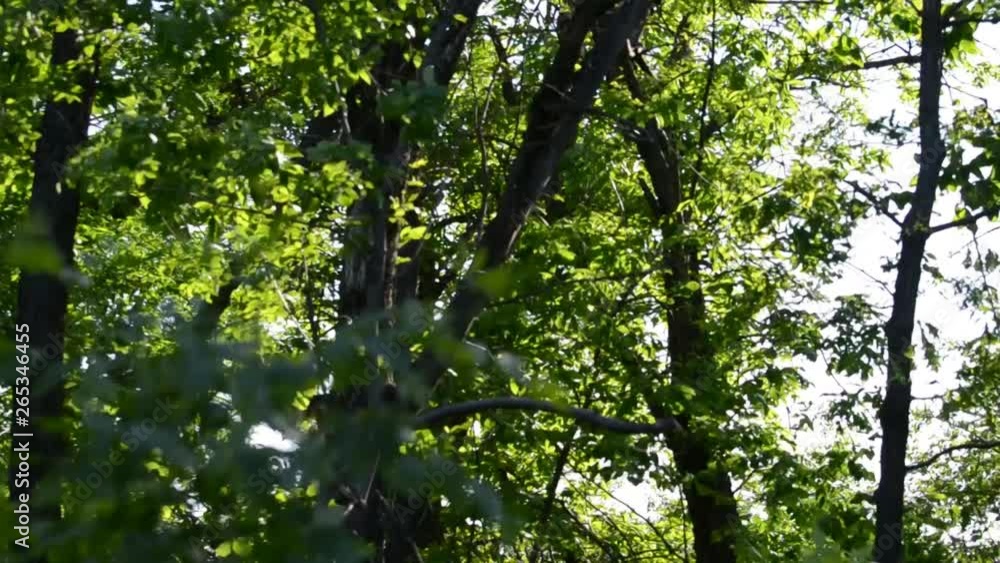 Song of spring birds in the forest Song of spring birds in the forest