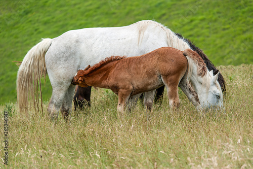 young foal sucks milk from a splendid mare with a white coat