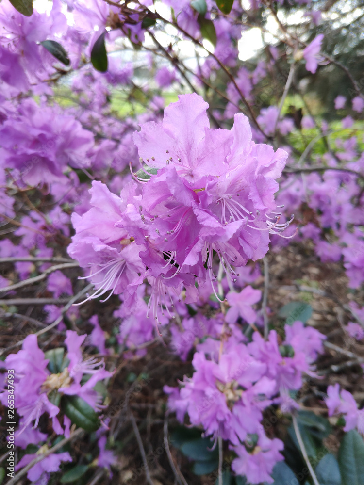 Fototapeta premium Big bush of purple flowers and sky on it's background. It is popular plant is called hibiscus