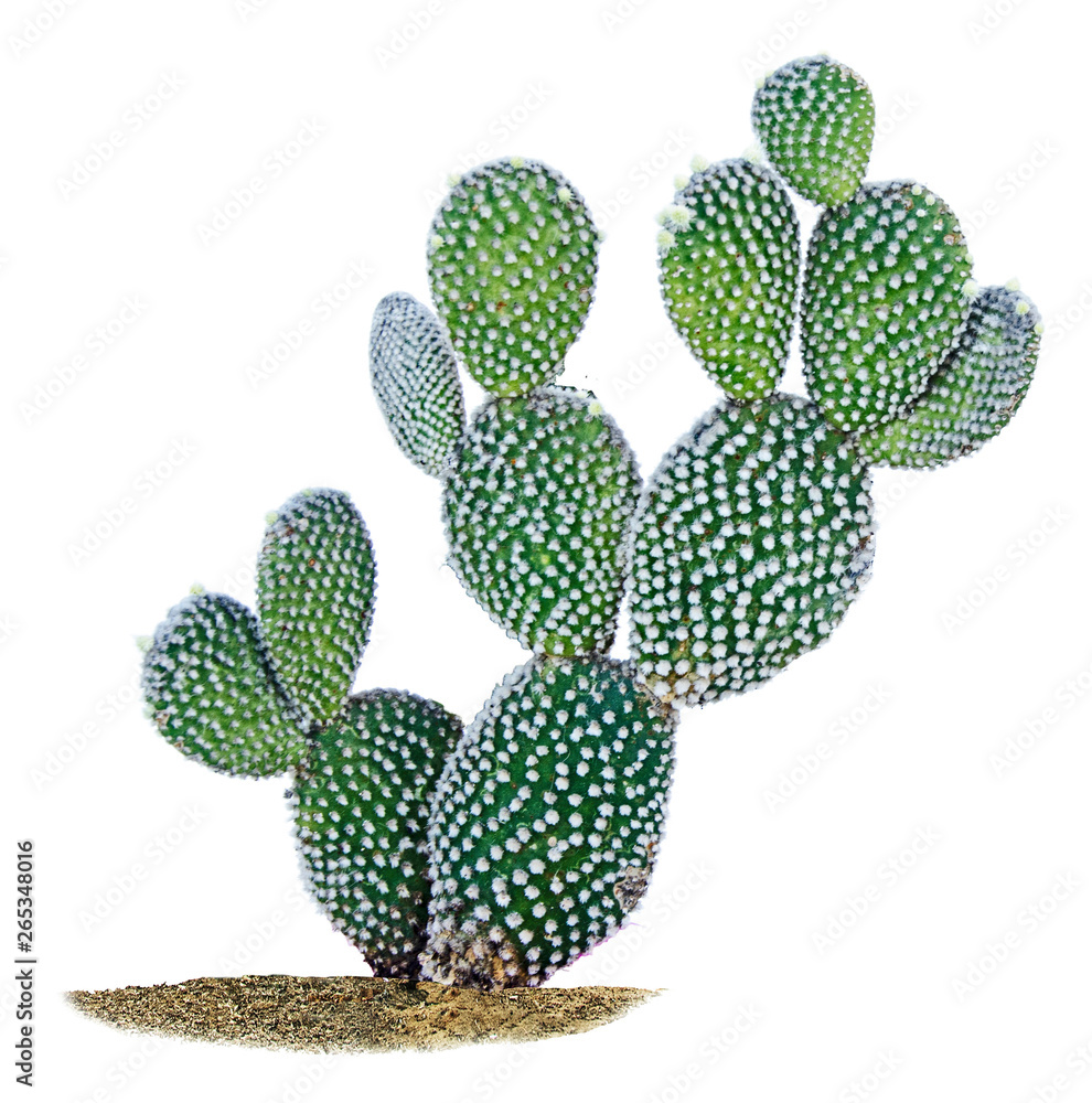 cactus isolated on white background cactus isolated on white background