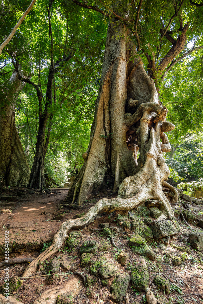 Huge strangler fig trees at the Baphuon temple complex in Siem Reap, Cambodia Huge strangler fig trees at the Baphuon temple complex in Siem Reap, Cambodia