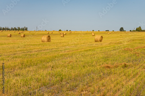 Agricultural field. Round bundles of dry grass in the field against the blue sky.