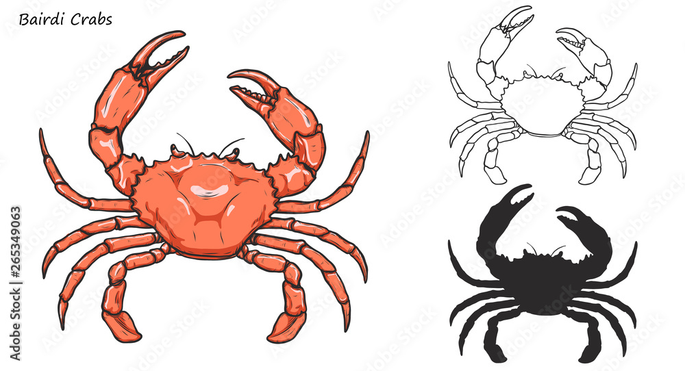 Crab vector by hand drawing.crab silhouette on white background.Bairdi