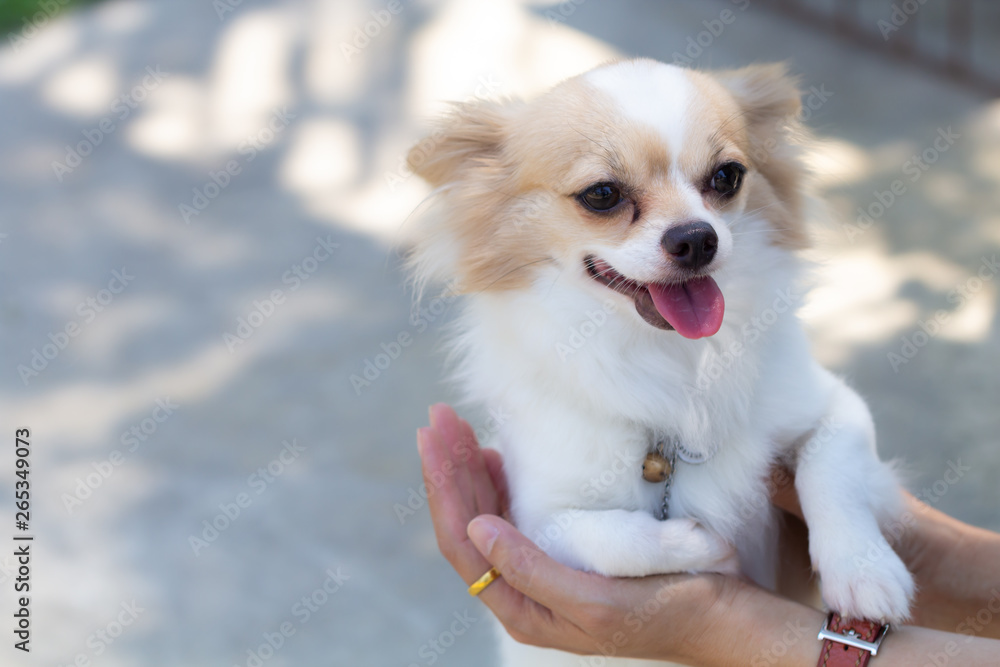 Cute dog in owner in hand.