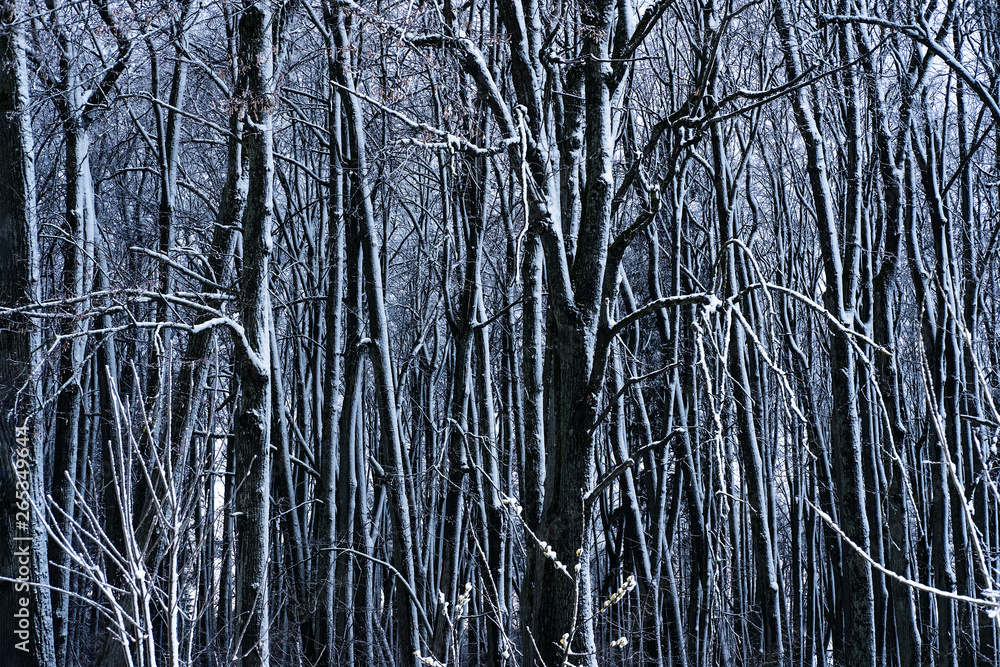 Obraz premium Forest in winter weather