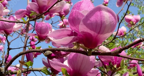 Blossoming pink magnolia in spring, 4K.