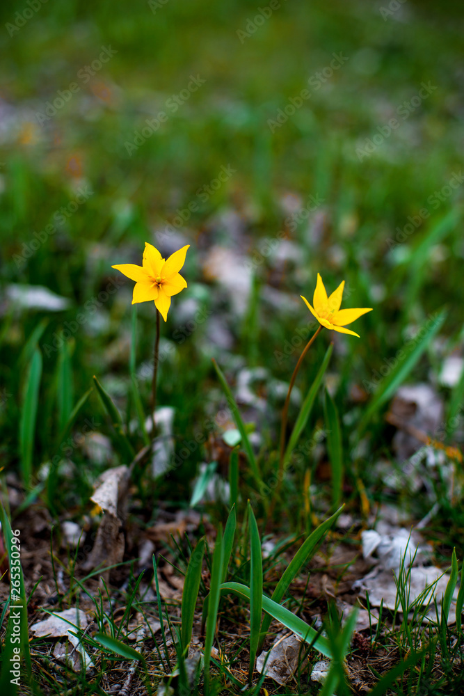 tulips in spring bloom one of the first that can be more beautiful than yellow tulips in a pine forest tulips in spring bloom one of the first that can be more beautiful than yellow tulips in a pine forest