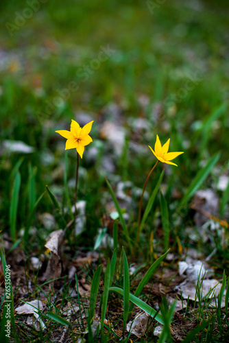 tulips in spring bloom one of the first that can be more beautiful than yellow tulips in a pine forest