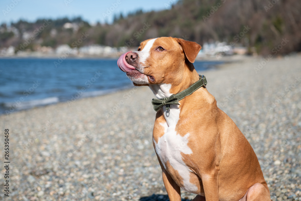 Obraz premium Mixed Breed Short Haired Dog Enjoying Winter Beach