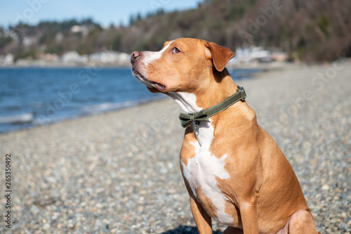 Mixed Breed Short Haired Dog Enjoying Winter Beach