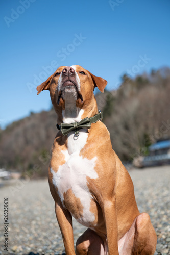 Mixed Breed Short Haired Dog Enjoying Winter Beach