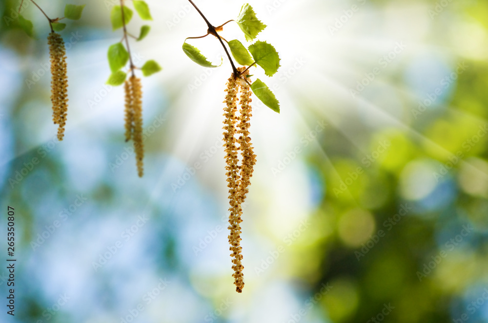 image of birch branches on a green background
