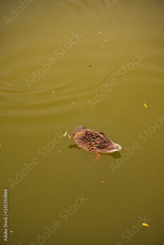 female duck on feneketlen lake in Budapest photo