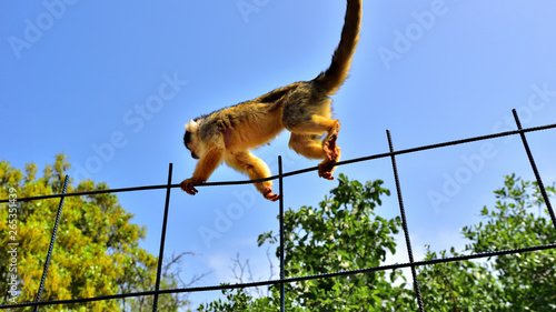 Canvas Print monkey in the zoo 2