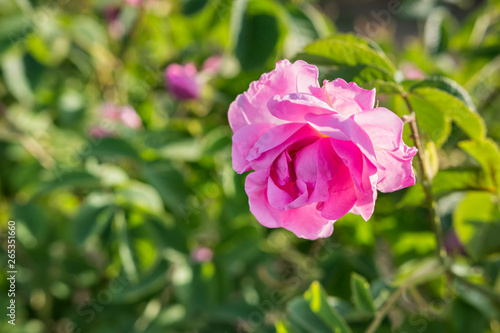 Rosa damascena, Damask rose, - pink, oil-bearing, flowering, deciduous shrub plant. Bulgaria, Valley of Roses. Close up view. Back light. Selective focus. Copy space