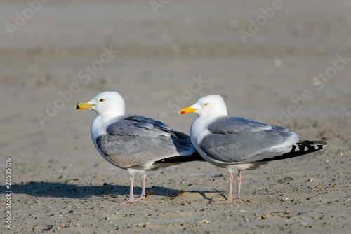 Two gulls on the beach. Both birds are seen side-on, facing to the left.
