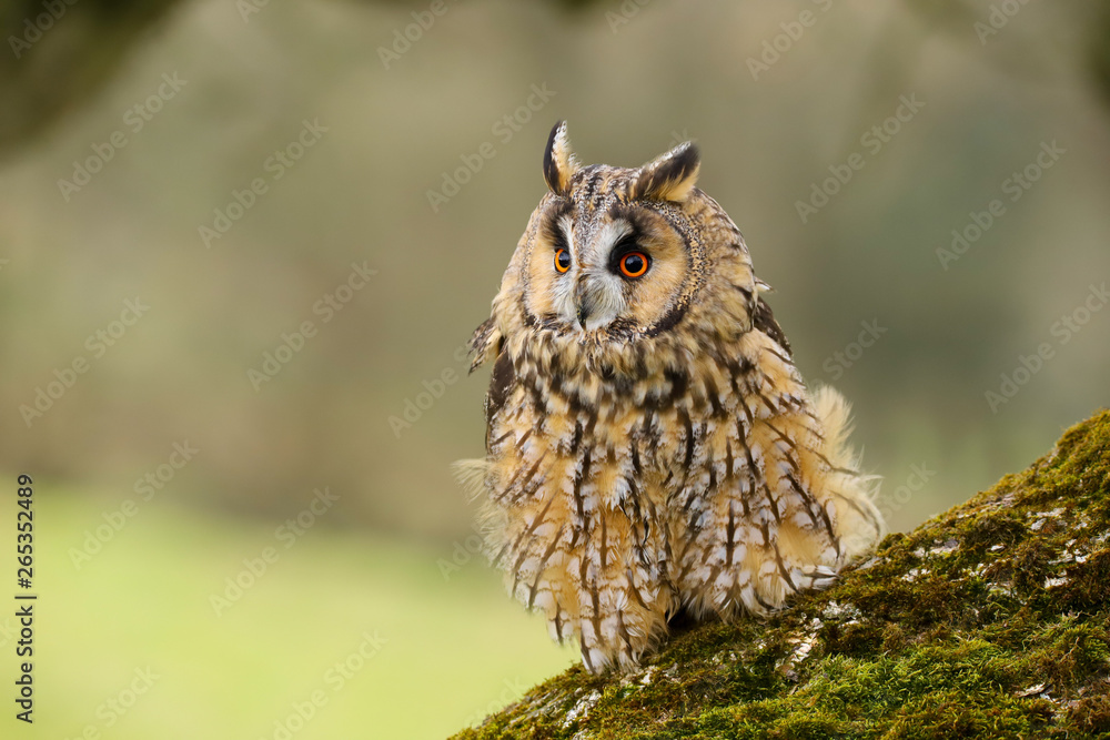 Obraz premium A close up portrait of a Long Eared Owl (Asio otus) bird of prey. Taken in the Welsh countryside, Wales UK