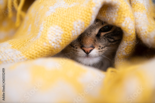 Adorable Young Norwegian Forest Cat Relaxing in Yellow Blanket