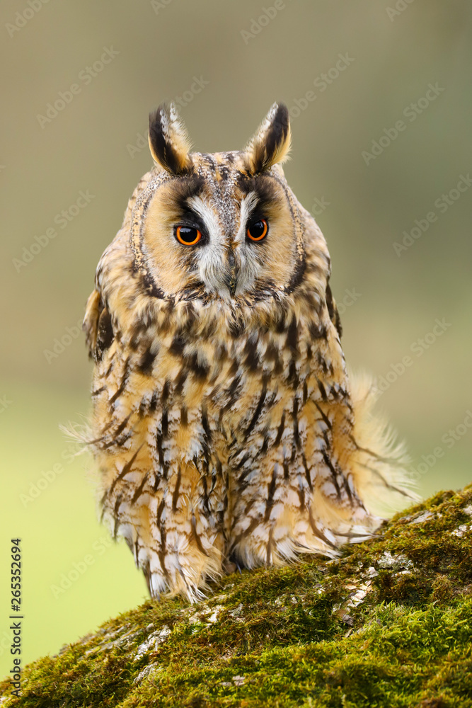 Fototapeta premium A close up portrait of a Long Eared Owl (Asio otus) bird of prey. Taken in the Welsh countryside, Wales UK
