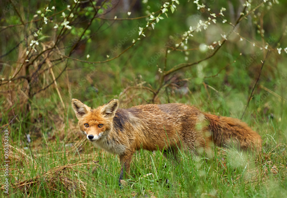 Fototapeta premium Male fox in the grass