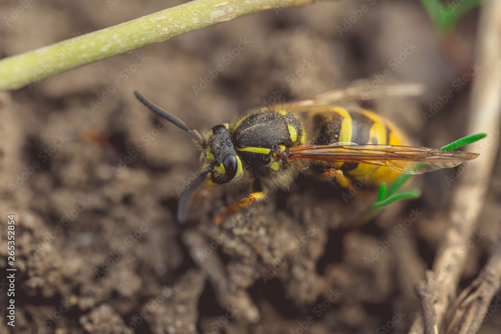Dangerous yellow-black striped wasp, macro photography Dangerous yellow-black striped wasp, macro photography