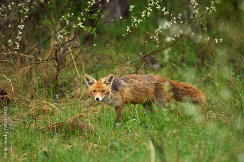 Male fox in the grass