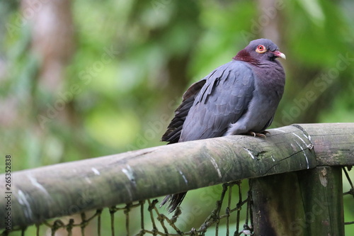 Pigeon repos jungle