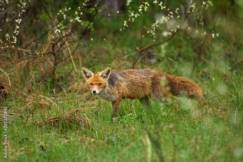 Male fox in the grass © Xalanx