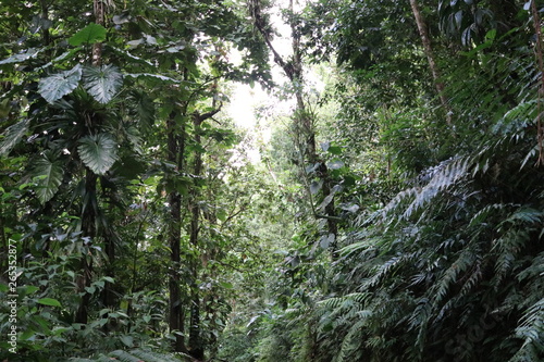 Forêt tropicale 