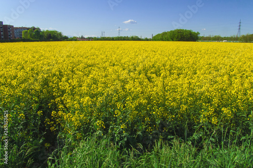 golden field of rapeseed in the springtime. Lombardy - Italy