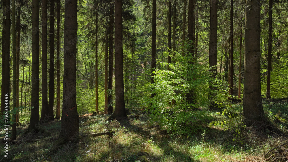 Deister - Fichtenwald mit einzelner Buche, Niedersachsen, Deutschland, Europa