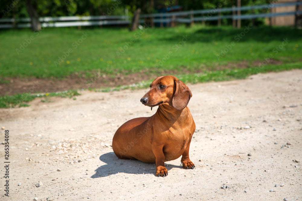 Cute brown dachshund dog sitting on the ground outdoors