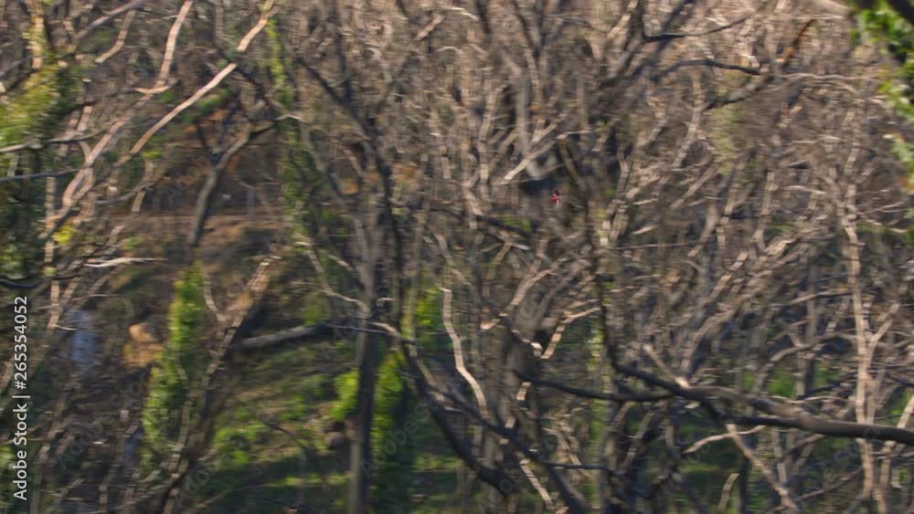 A tracking shot that zooms closer towards the motorcylcist, carrying two other passengers and out further, showing the rest of the forest. A tracking shot that zooms closer towards the motorcylcist, carrying two other passengers and out further, showing the rest of the forest.