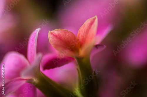 closeup of pink flower © Eric A. Goe
