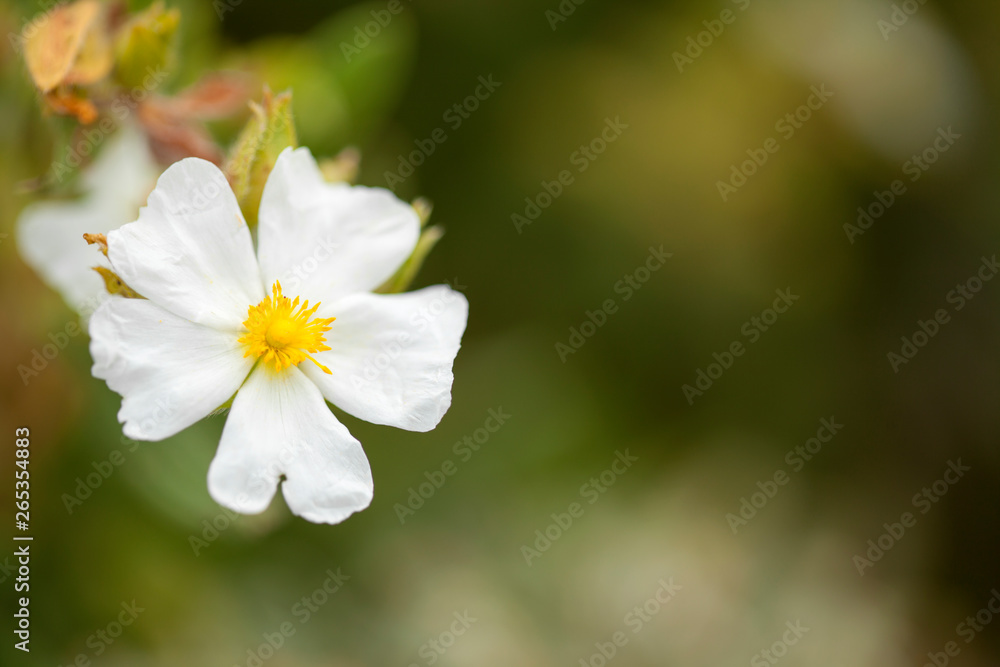 Flora of Gran Canaria - Montpellier cistus Flora of Gran Canaria - Montpellier cistus