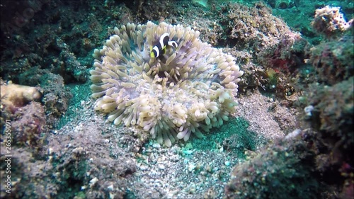 Anemonenfische